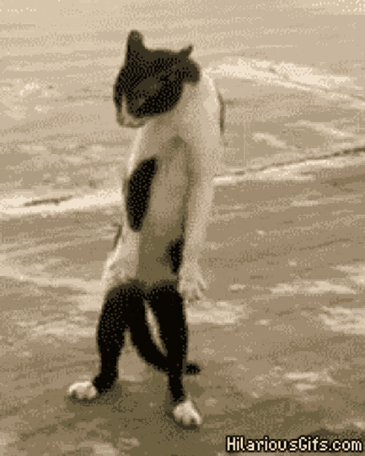 a black and white cat standing on its hind legs on the beach