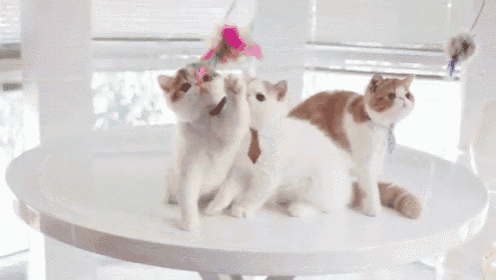 three cats are playing on a white round table