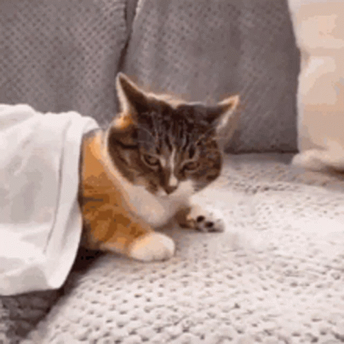 Shocked Cat Scared Cat GIF - Shocked Cat Cat Scared Cat GIFs