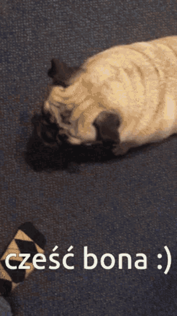 a pug dog laying on its back next to a pair of striped socks and the words " cześć bona "