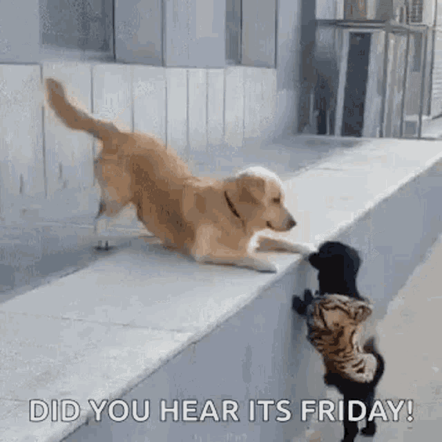 a dog and a cat are playing on a sidewalk and the dog is wearing a tiger costume .