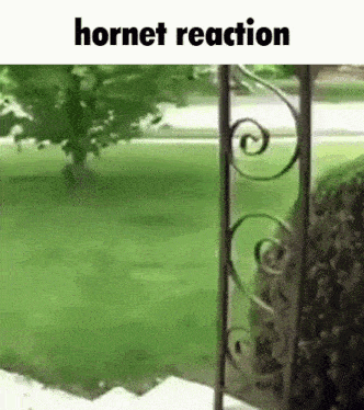 a hornet is standing in front of a wrought iron gate in a grassy yard .