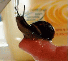 Snail GIF - Snail Water Thirsty GIFs