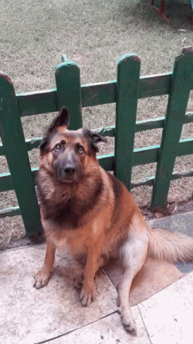 a german shepherd sits in front of a green fence