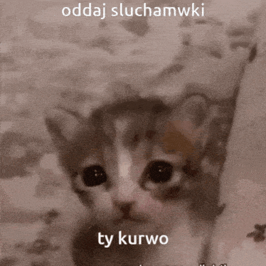 a cat with the words ty kurwo on it