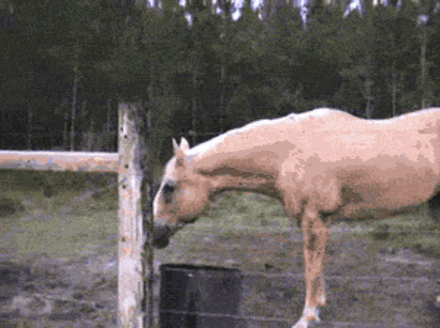 a horse standing next to a fence drinking water