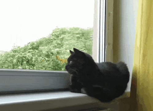 Cat Black Cat GIF - Cat Black Cat Relaxing GIFs