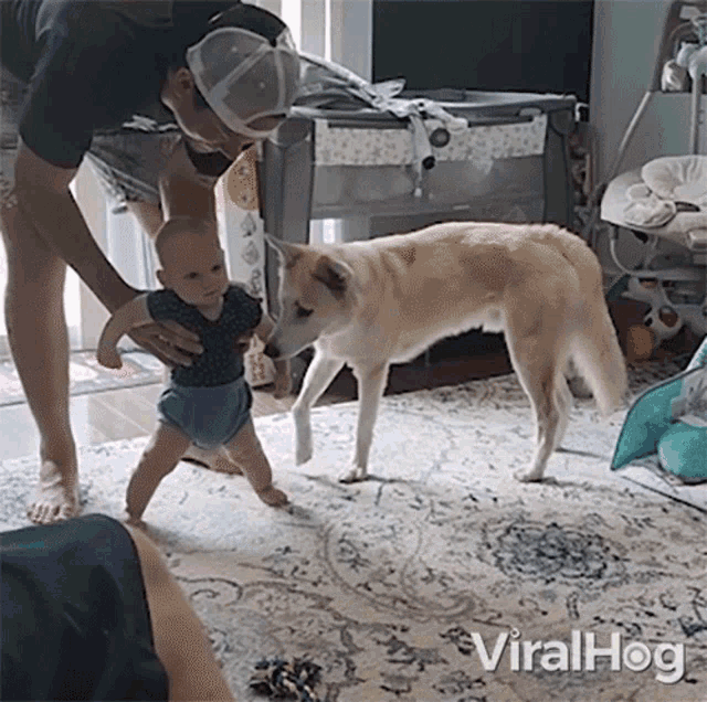 a baby is being held by a man and a dog and the dog is sniffing the baby 's feet