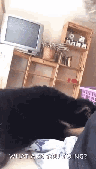 a dog is laying on a bed with the words what are you doing written below it