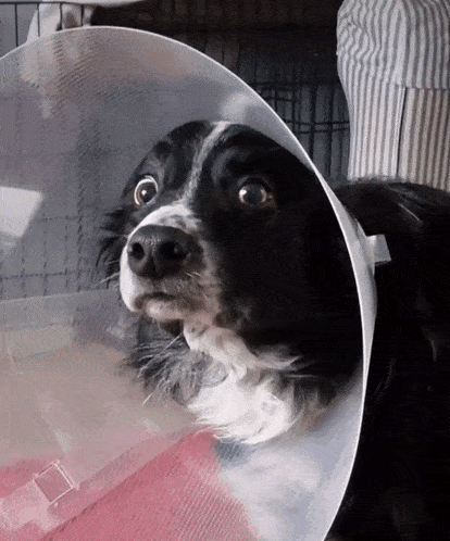 a black and white dog with a cone around its neck