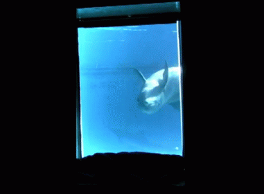 Tumble Cycle GIF - Dolphins Aquarium Roll GIFs