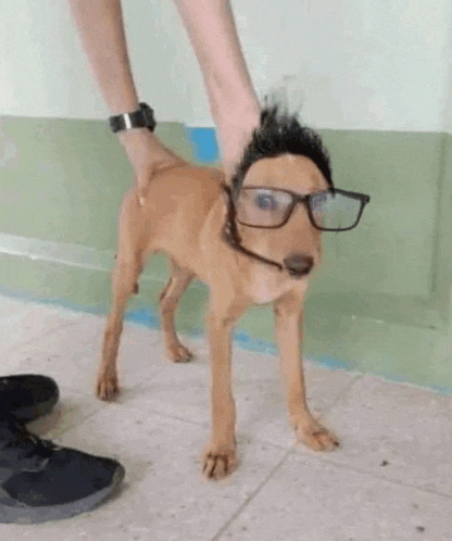 a small dog wearing glasses and a wig is being held by a person .