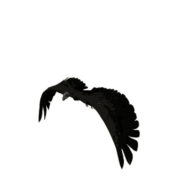 a black bird is flying with its wings outstretched