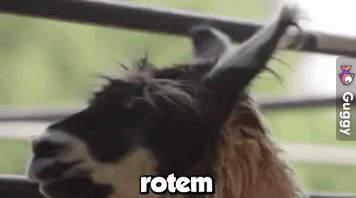 Rotem GIF - Rotem GIFs