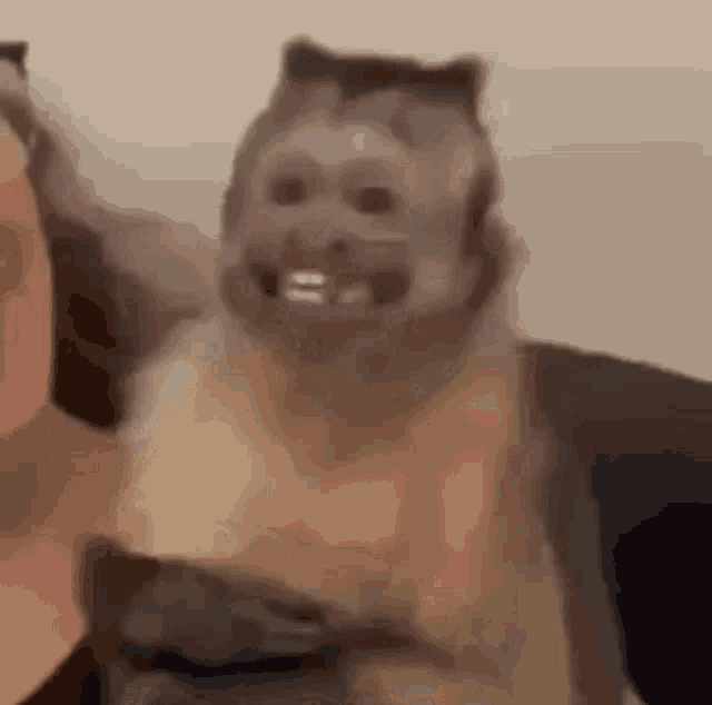 a monkey with a cat 's face is sitting next to a person .