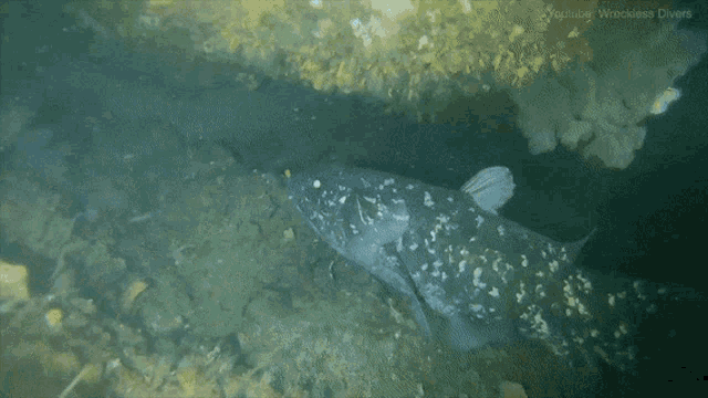 Coelacanth Living Fossil GIF - Coelacanth Living Fossil GIFs