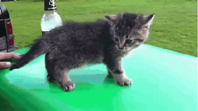 a small kitten standing on top of a green surface next to a bottle of jack daniels