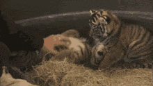 two tiger cubs are laying in a pile of hay together