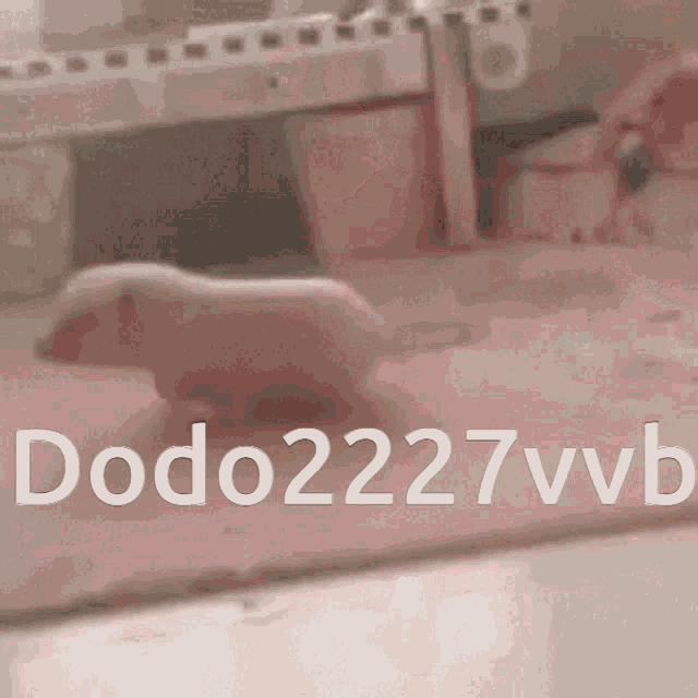 a picture of a dog with the words dodo2227vvb written on it