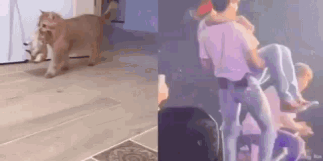 a cat is walking on a wooden floor next to a man carrying a woman on his shoulders on a stage .