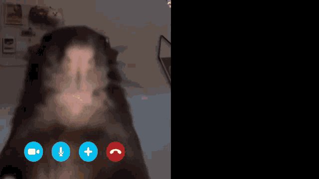 a dog and a woman are on a video call and the dog has a headset on