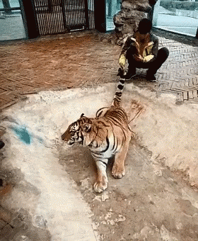 Tiger Zoo GIF - Tiger Zoo Tail GIFs