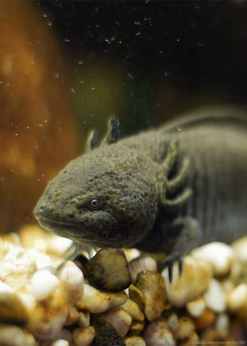 Axolotl GIF - GIFs