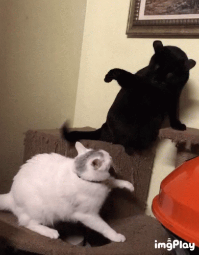 Cat Fight GIF - Cat Fight Playtime GIFs