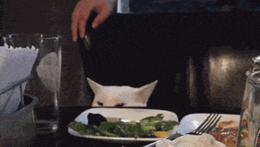 a cat peeking over a plate of food
