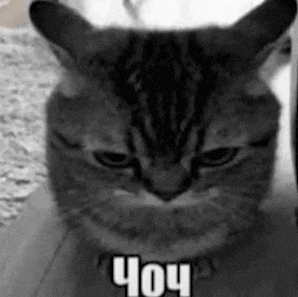 a black and white photo of a cat with a collar that says chou .