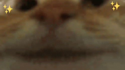 Cat Yes GIF - Cat Yes Cat Yes GIFs