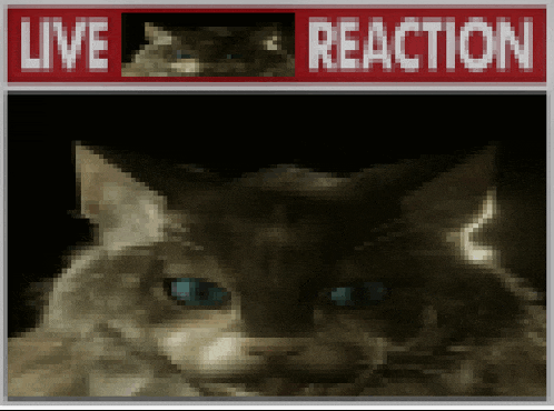 a pixelated image of a cat under a sign that says live and reaction