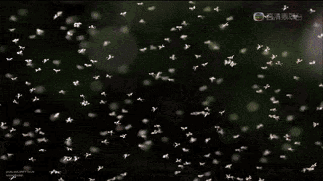 Mosquito Africa GIF - Mosquito Africa Pan GIFs