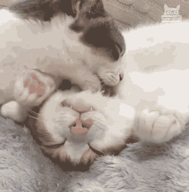 Cleaning Cat Licking GIF - Cleaning Cat Licking Relaxed GIFs