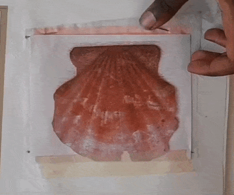 a person is painting a sea shell on a piece of paper .
