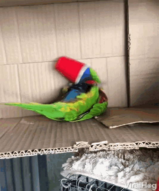 a colorful parrot is sitting on a cardboard box with a red cup in its beak