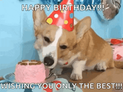 a corgi dog wearing a party hat is eating a pink birthday cake .