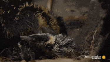 a smithsonian channel ad with a black and yellow animal