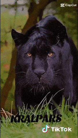 a black panther standing in the grass with the words kralpars tiktok below it