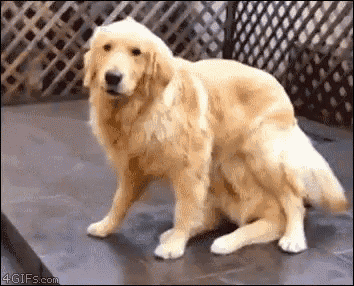 a golden retriever is sitting on top of another dog on a patio .