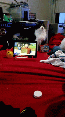 Lets Play Bubbles Playing GIF - Lets Play Bubbles Playing Cat GIFs