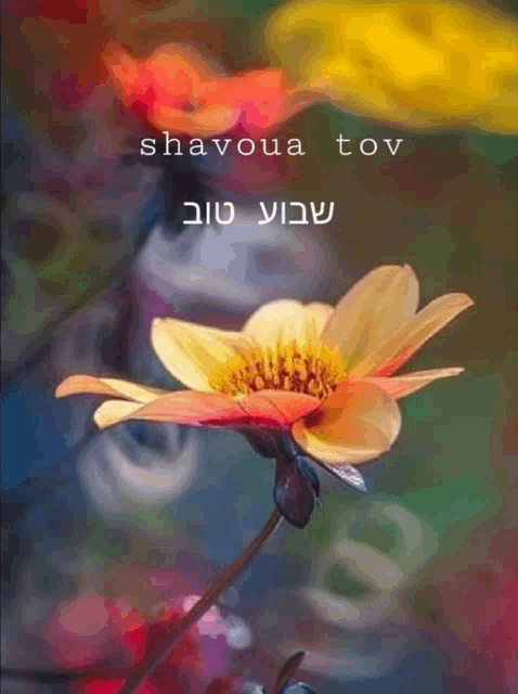 a picture of a flower with the words shavoua tov
