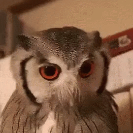 это не смешно забавно сова сердится GIF - Funny Not Owl GIFs