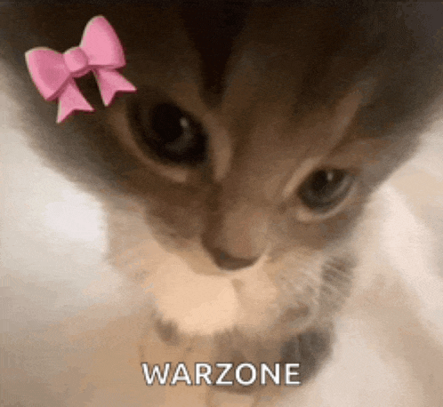 a close up of a cat with a pink bow on it 's head .
