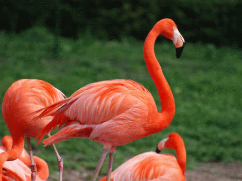 Flamingo Flamenco GIF - Flamingo Flamenco GIFs