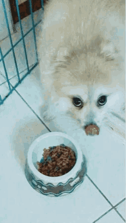 a small dog is licking its lips next to a bowl of dog food