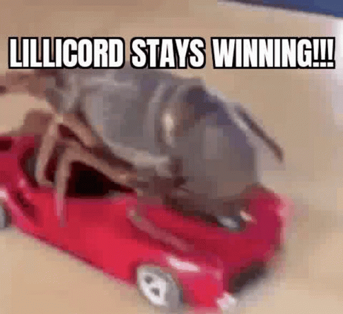 Lillicord Stays Winning GIF - Lillicord Stays Winning Winning GIFs