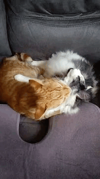 Cat Grooming Basil GIF - Cat Grooming Basil Duster GIFs