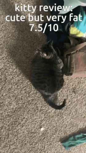 Fat Cat GIF - Fat Cat GIFs