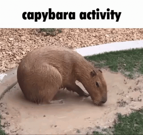 Brickrigs Capybara GIF